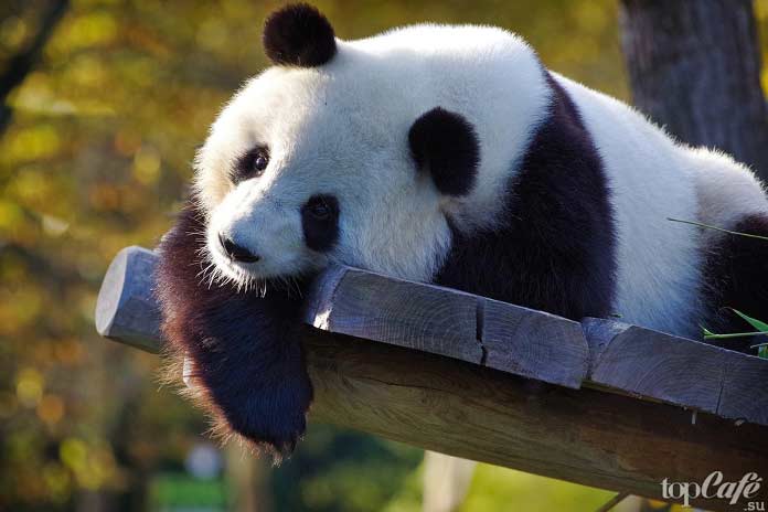 Список десяти исчезающих животных: Гигантская панда. CC0