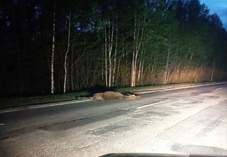 На трассе в Касимовском районе автомобиль сбил лося