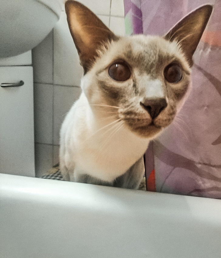 18 начинающих кошатников, которые уже пожалели, что впустили в дом этого мурлыкающего монстра