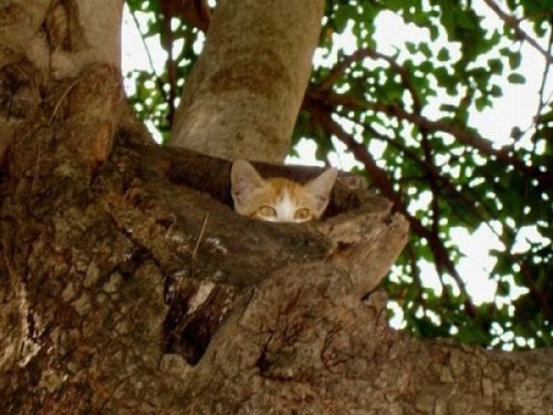 Кошки-партизанки, которые за всеми следят (26 фото)