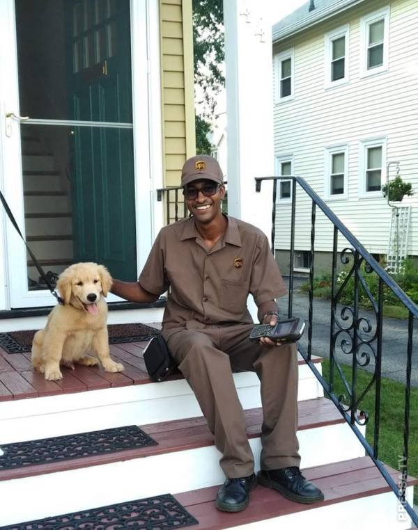 Милые собаки и водители 