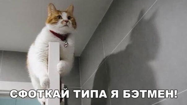Подборка веселых и забавных фотографий с надписями из нашей жизни