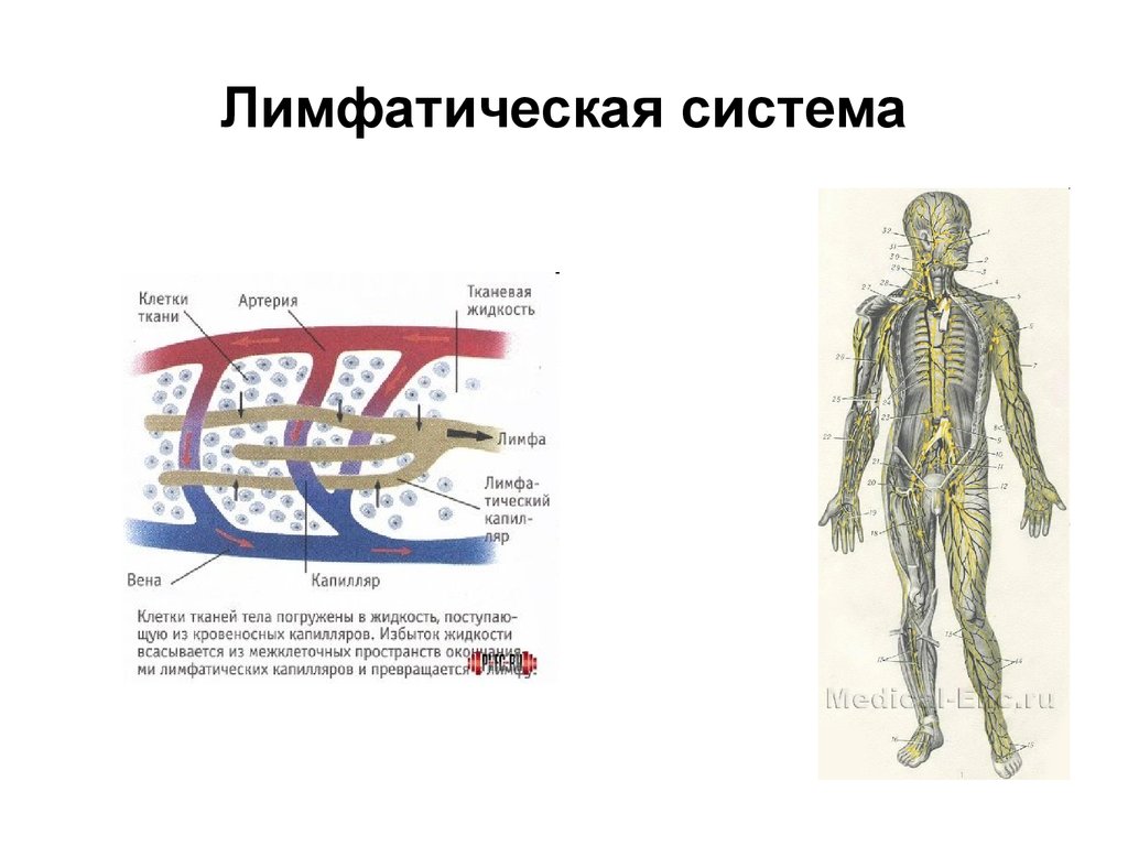 Лимфатические сосуды клетки