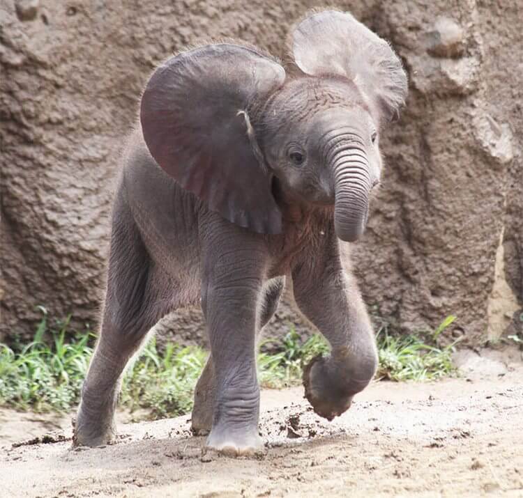 Сколько весит детеныш. Слоненок. Маленький Слоник. Новорождённые Слонята.