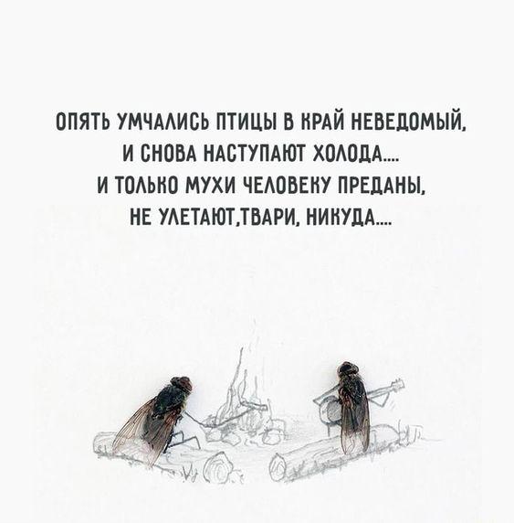 Яркая  подборка  с отменным юмором