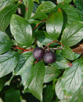 кизильник Melanocarpus