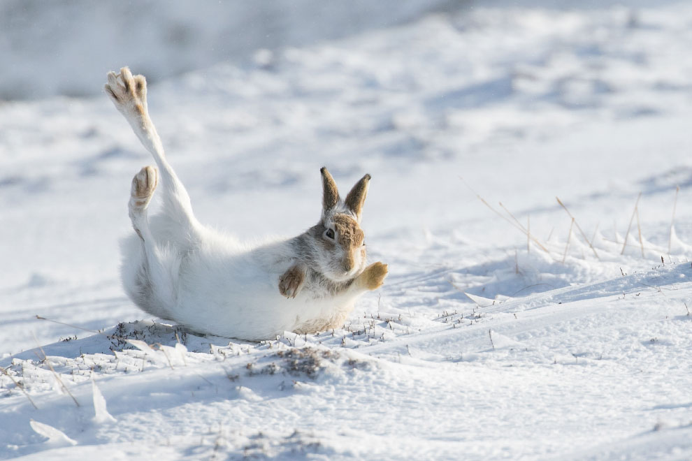 Победители конкурса фотографий Mammal Photographer 2020 Mammal, Photographer, среди, 2020 Заяцбеляк, фотографий, является, животном, шерстью, густой, самой, более, волосинок, 2020Портрет, приходится, выдровых, 2020Выдра, Roger, Llewellyn, такой, Becca