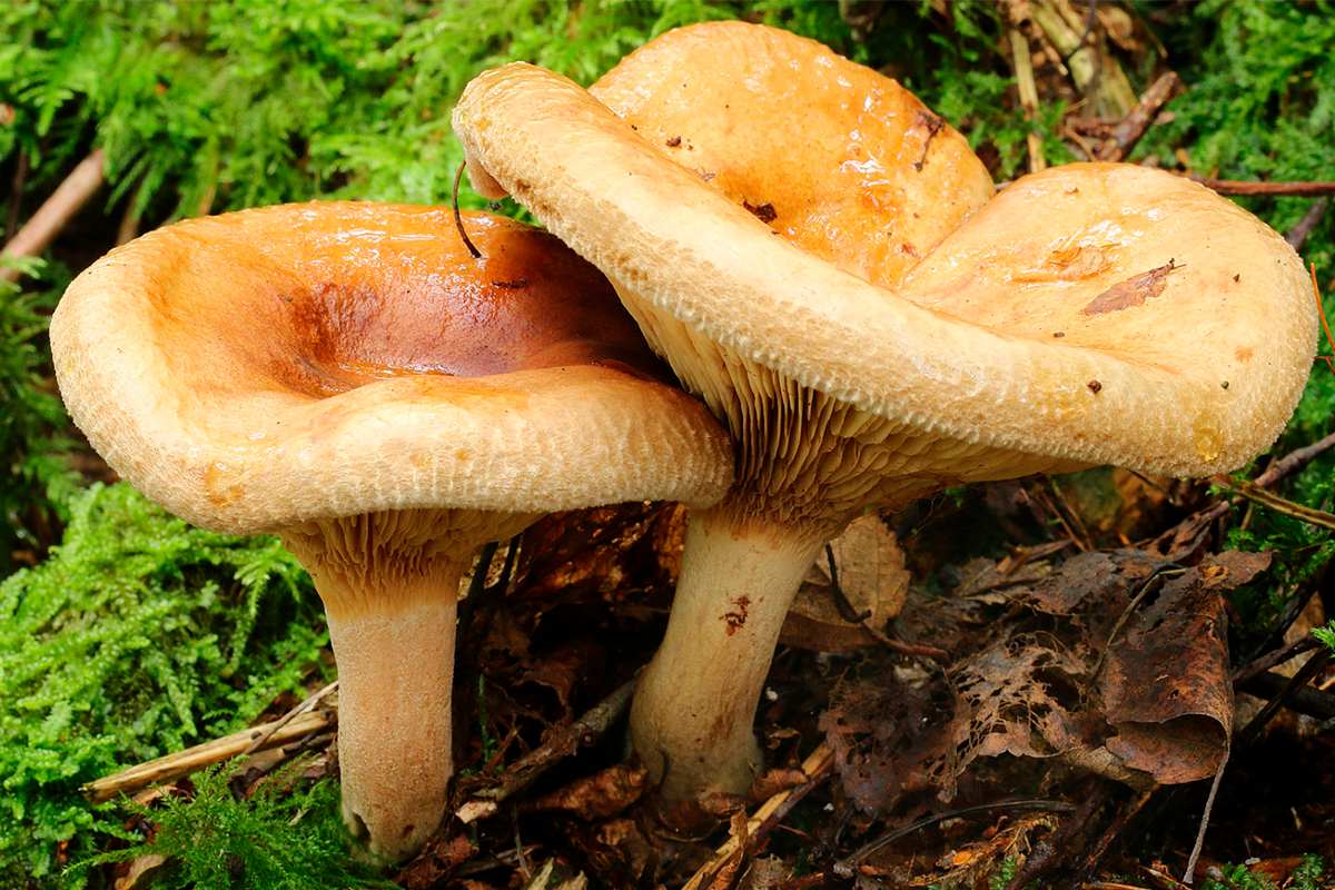 Топ-5 самых ядовитых грибов в России здоровье,питание