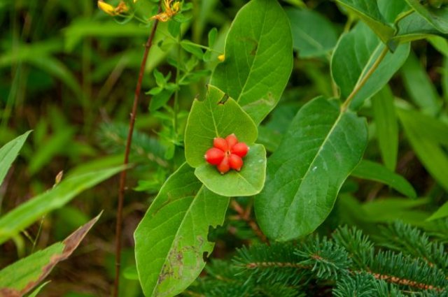 Декоративная жимолость: размножение, выращивание, 15 лучших видов и сортов дача,ландшафтный дизайн,сад и огород,садоводство