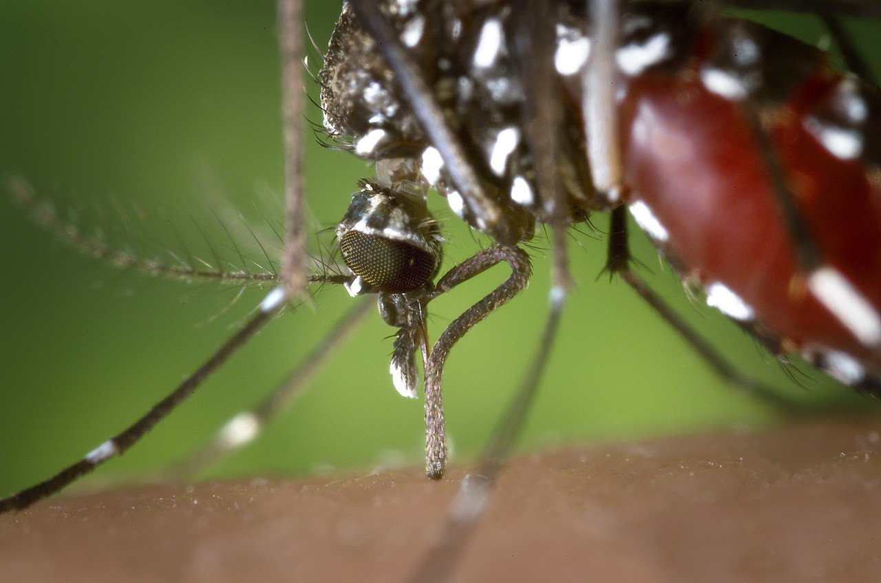Как комар пьет кровь: видео комар, крови, комара, комары, когда, вводит, чтобы, отверстие, кровь, проделано, будто, Через, чувствует, расширяя, распорками, служат, время, вверх, другие, Когда