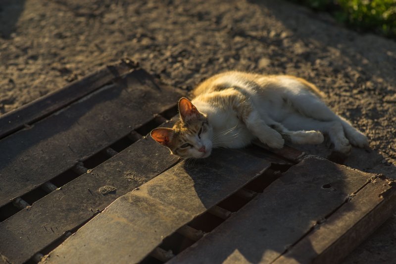 Очень колоритные уличные коты город, кот, кошка, улица, уличные кошки, эстетика