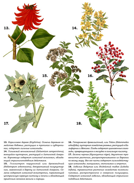 Цветы зла: большая энциклопедия ядовитых растений ботаника,наука,опасные растения,растения,яды