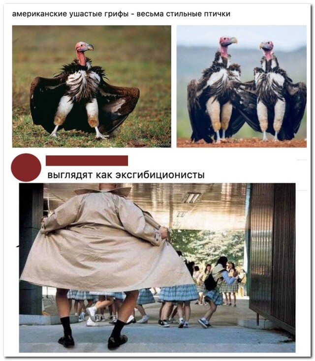 Свежая коллекция прикольных комментариев Свежая коллекция прикольных комментариев