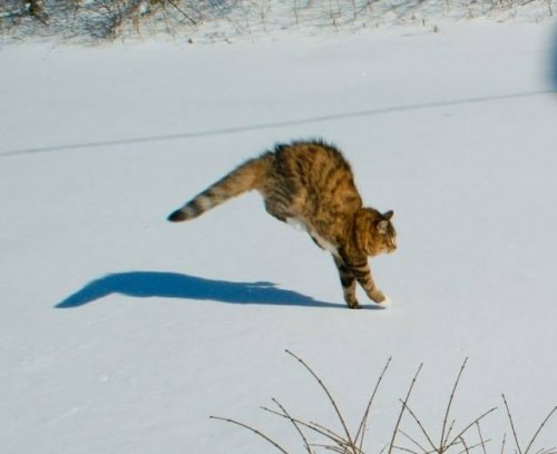 Зима и кошки Зима и кошки