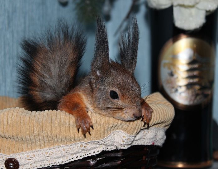 Животные, белка, позитив