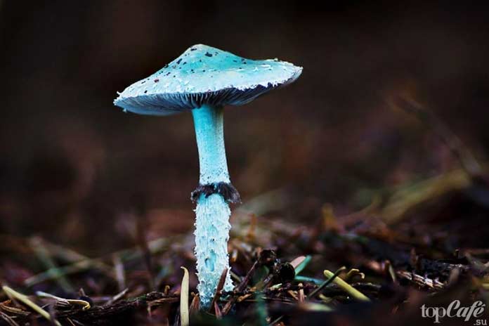 Применение и правовой статус