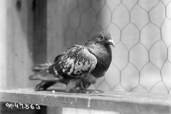 Раскрыт пол голубя-спасителя из потерянного батальона Первой мировой войны