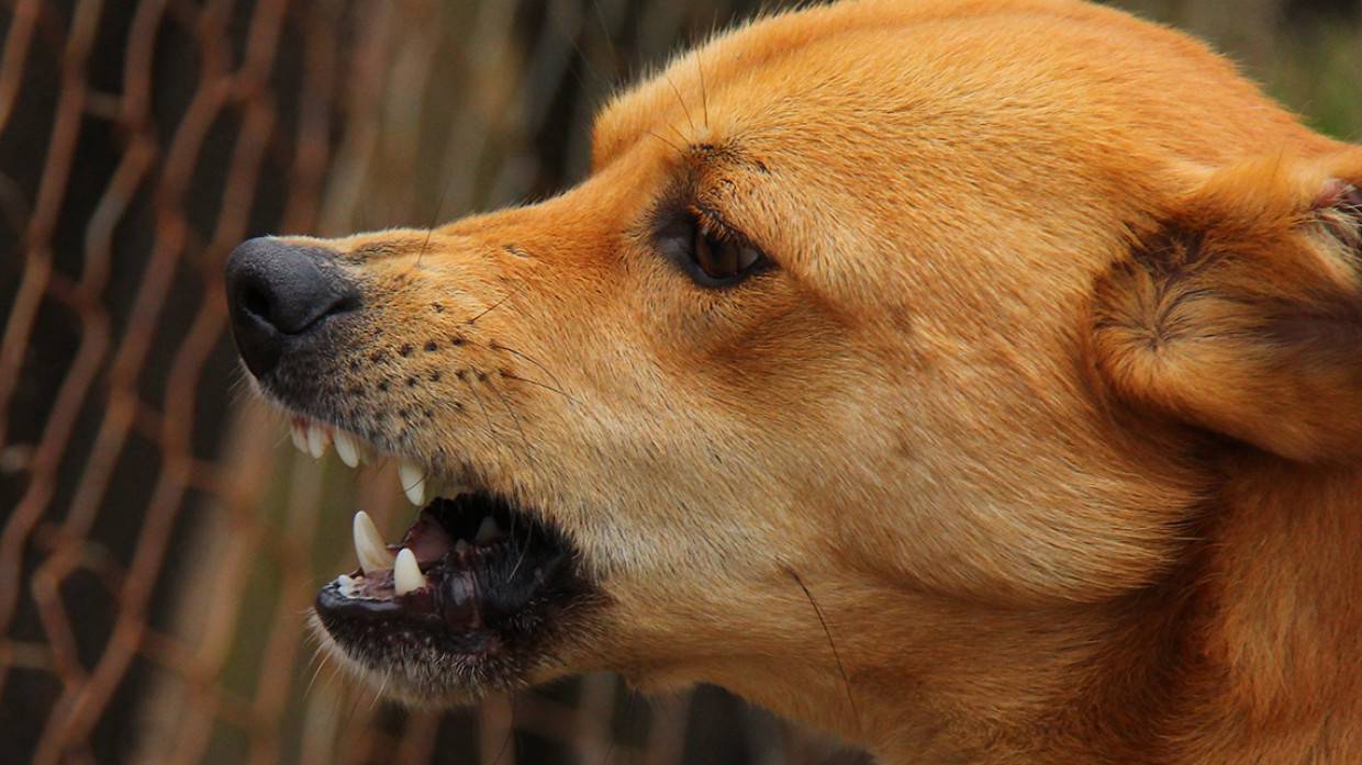 Губернатору Ленобласти пожаловались на нападения собак во Всеволожском районе