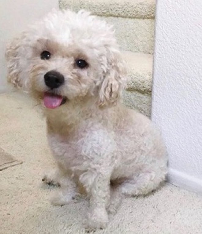 Собака сидит