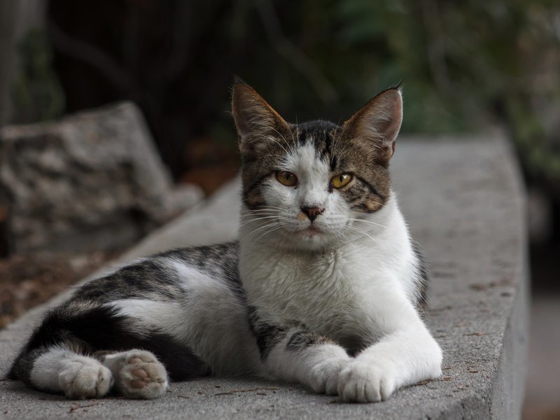 Очень колоритные уличные коты город, кот, кошка, улица, уличные кошки, эстетика