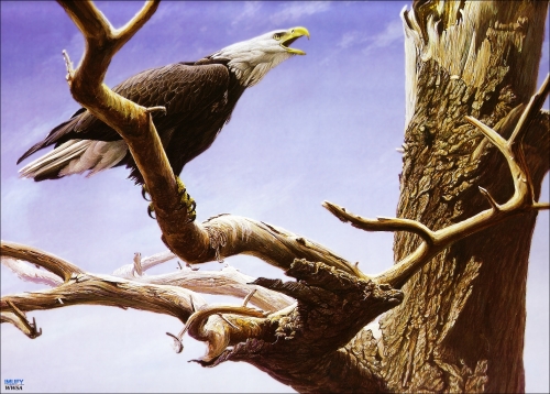 Художник Роберт Бейтман | Robert Bateman (363 работ)