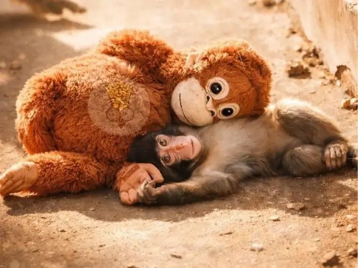 Впервые познал живые объятия и первый раз постоял за себя: новости про обезьянку Панча, за которой следит весь мир Панча, зоопарка, малыша, игрушку, чтобы, только, обезьянки, теперь, Панчу, стали, обезьян, которые, точно, долларов, макака, своих, более, своей, матерей, обезьяна