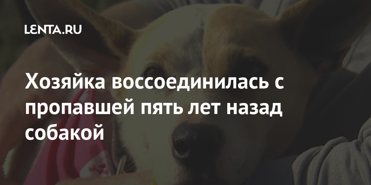 Хозяйка воссоединилась с пропавшей пять лет назад собакой Из жизни