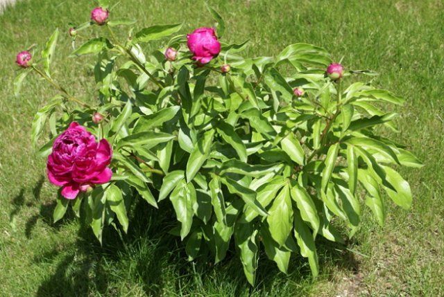 Чем подкормить пионы весной для пышного цветения цветы