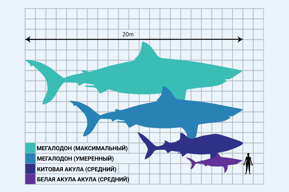сравнение видов акул