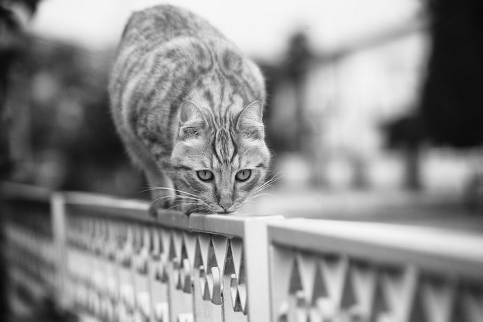 Кошки, которые сидят в неудобных местах: фотопроект Sabrina Boem Уютная подборка любимых питомцев