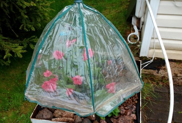 Садовые складные зонты — классная штука и универсальная защита рассады и цветов на протяжении всего сезона. © Алена Ремизова  
