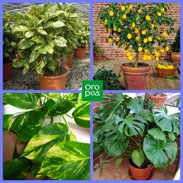 Какие комнатные растения соответствуют вашему знаку Зодиака Какие комнатные растения соответствуют вашему знаку Зодиака домашний досуг,комнатные растения