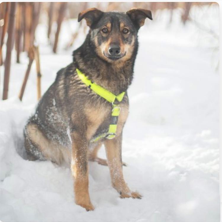 Котопёс недели: возьмите из приюта ласковую собаку Блум или нежного кота Аркадия format-article,noindex,аркадий (ii),вирта,фонд,В курсе,вн,тер,г,муниципальный округ Бутырский [95251326],г,Москва [1405113],НадоБратьЗимой2026,ул,Новодмитровская [1413312]