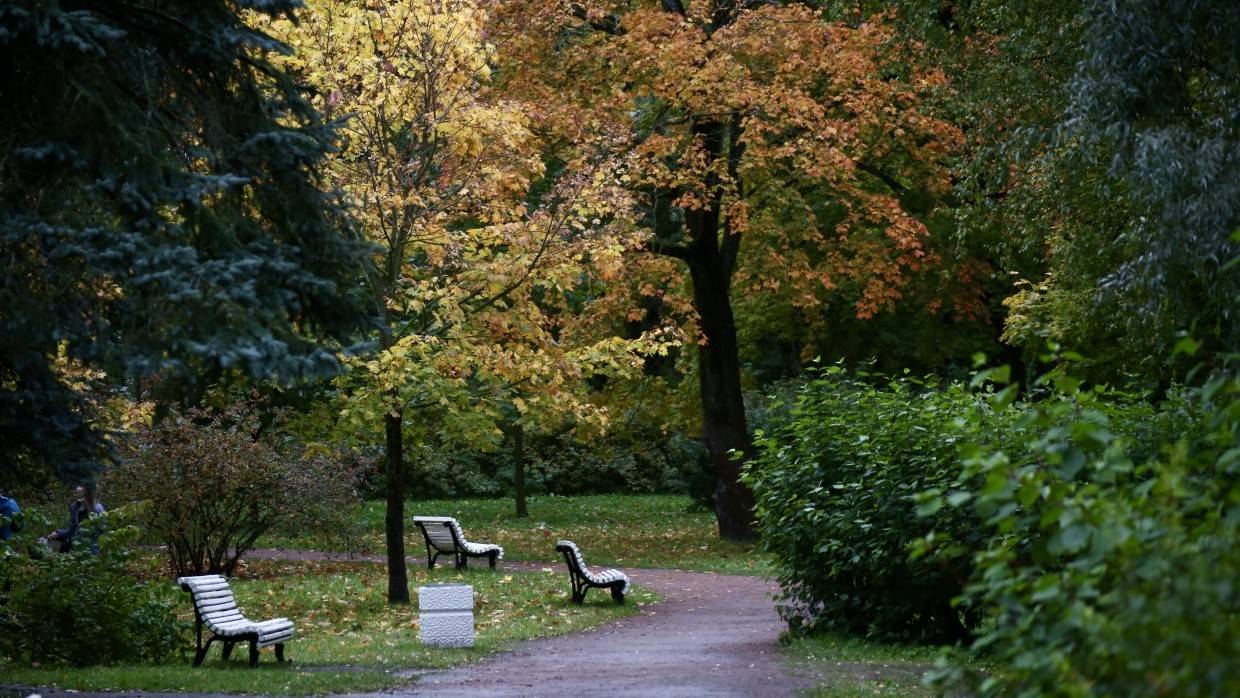 Штормовой ветер повалил 72 дерева в садах и скверах Петербурга за день