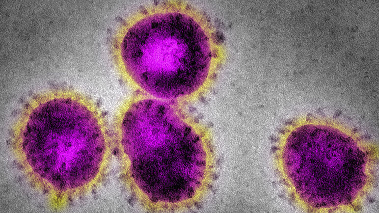 Природное происхождение коронавирусных инфекций