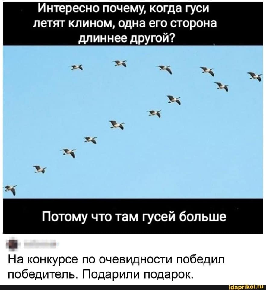 Возможно, это изображение (текст «интересно почему, когда гуси летят клином, одна его сторона длиннее другой? потому что там гусей больше Ha конкурсе по очевидности победил победитель. подарили подарок. idaprikol.ru»)