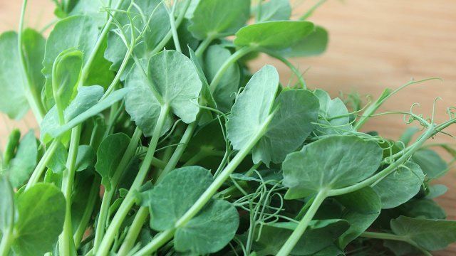 9 быстрорастущих растений для весеннего огорода огород