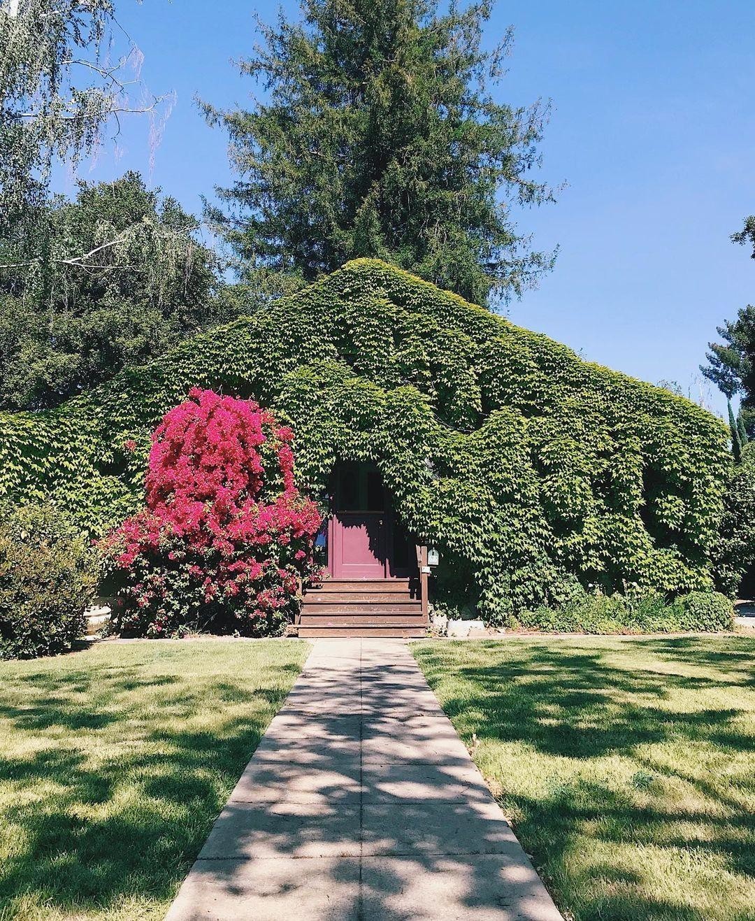 Вот так засосало... О домах, поглощённых плющом 