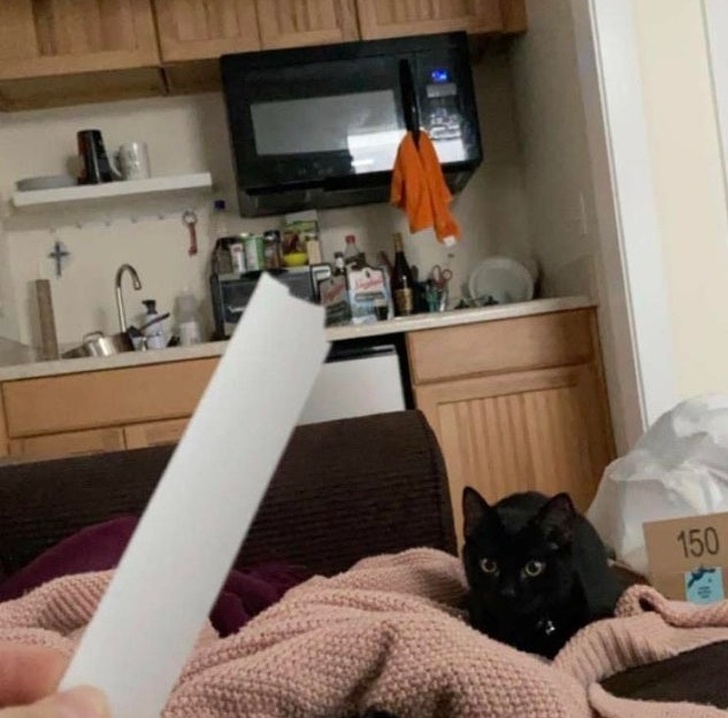 18 начинающих кошатников, которые уже пожалели, что впустили в дом этого мурлыкающего монстра 18 начинающих кошатников, которые уже пожалели, что впустили в дом этого мурлыкающего монстра