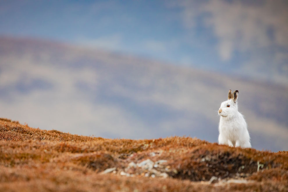 Победители конкурса фотографий Mammal Photographer 2020 Mammal, Photographer, среди, 2020 Заяцбеляк, фотографий, является, животном, шерстью, густой, самой, более, волосинок, 2020Портрет, приходится, выдровых, 2020Выдра, Roger, Llewellyn, такой, Becca