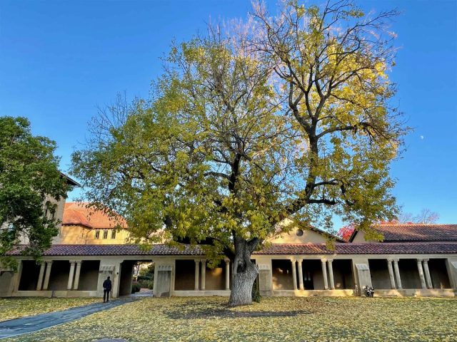 Главные недостатки ясеня (Fraxinus) — агрессивность и слабая древесина