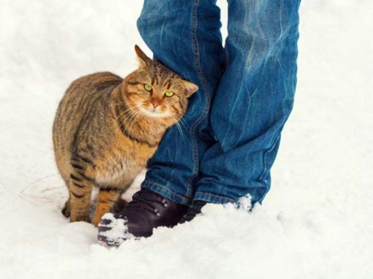 6 странных кошачьих привычек, которым, оказывается, есть объяснение животные, кошачьи повадки, кошачьи привычки, кошки