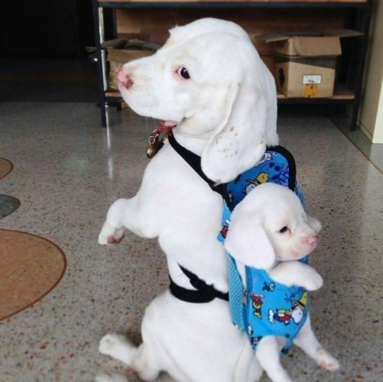 Удивительные фотографии очаровательных животных Удивительные фотографии очаровательных животных