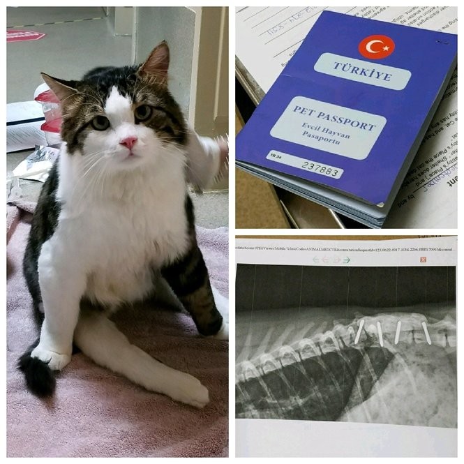 Anka is a young cat who was struck by a car in Istanbul, and traveled more than 5,000 miles to be cared for in Ringoes, N.J. at Tabby's Cat Sancturary. 