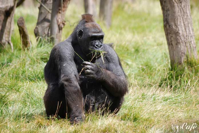 Список исчезающих животных: Горная горилла. CC0