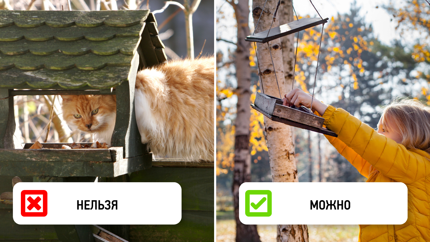 Почему птицы могут избегать кормушки: 7 неочевидных причин Почему птицы могут избегать кормушки: 7 неочевидных причин могут, кормушку, птицы, мелких, должна, нужно, кормушки, особи, время, чтобы, заметить, птицам, мешая, сетчатые, бортики, можно, делать, разные, более, новому