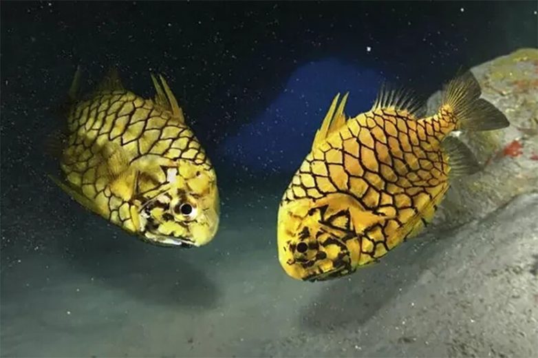 Морской шишечник: знакомство с рыбой-ананасом