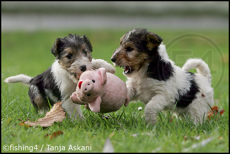 Schweinejagd von Tanja A.