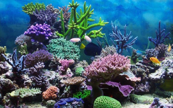 Что представляют из себя кораллы, они живые или растения