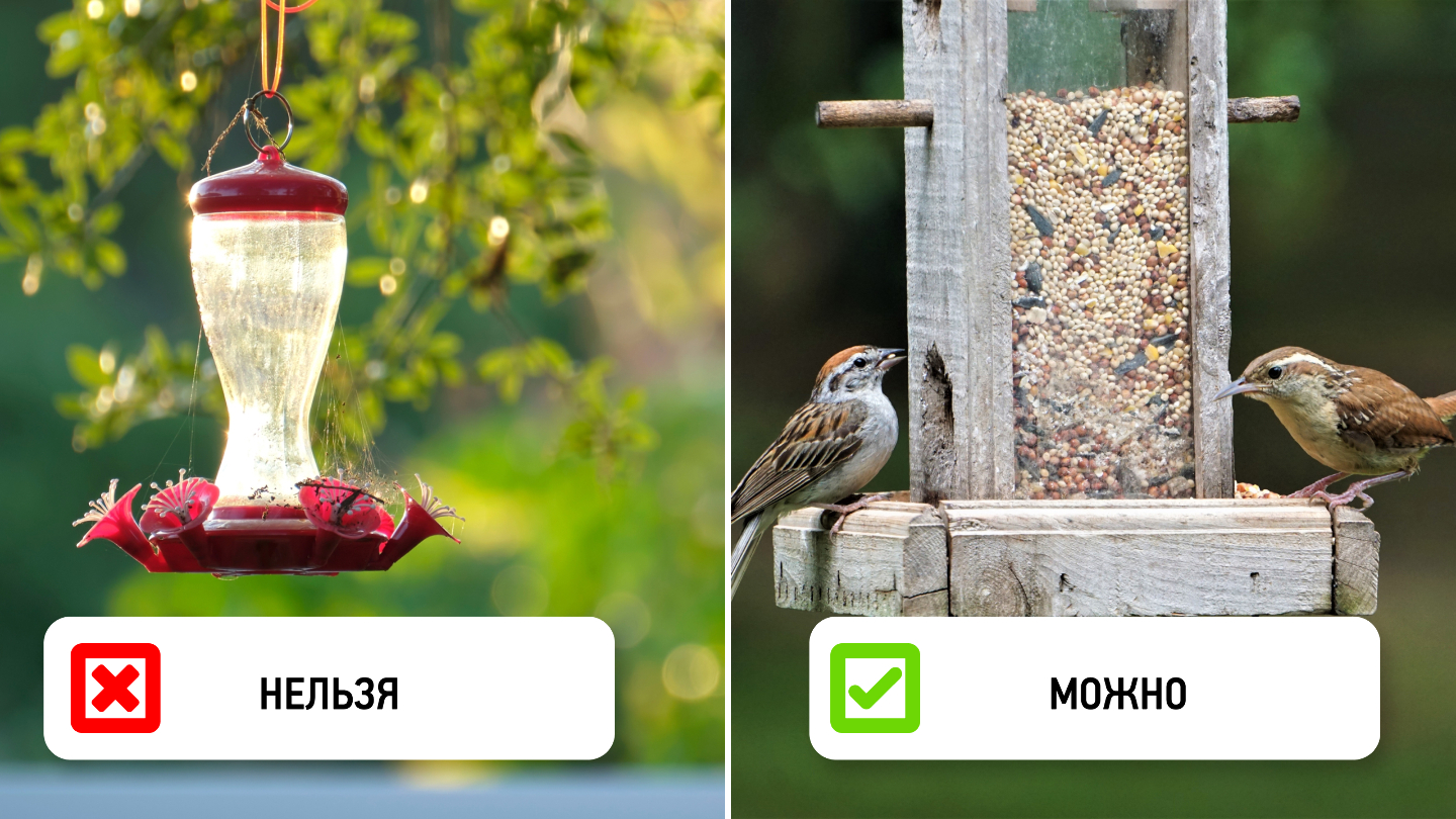 Почему птицы могут избегать кормушки: 7 неочевидных причин Почему птицы могут избегать кормушки: 7 неочевидных причин могут, кормушку, птицы, мелких, должна, нужно, кормушки, особи, время, чтобы, заметить, птицам, мешая, сетчатые, бортики, можно, делать, разные, более, новому